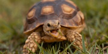 brown and black turtle on green grass during daytime