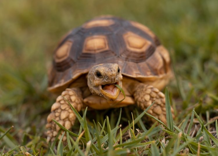 brown and black turtle on green grass during daytime