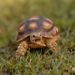 brown and black turtle on green grass during daytime