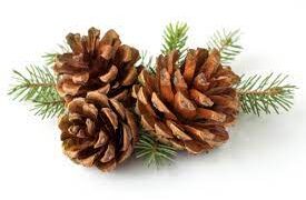 Pinecone civil war breaks out at Broomfield Hights Middle School – FBI Investigating the cause