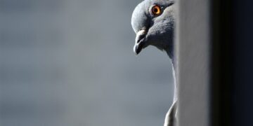 gray and white bird on gray metal bar