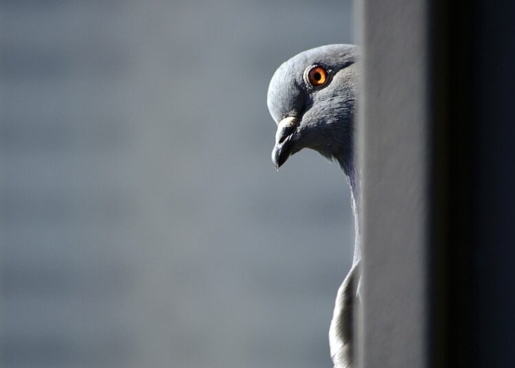 gray and white bird on gray metal bar