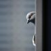 gray and white bird on gray metal bar